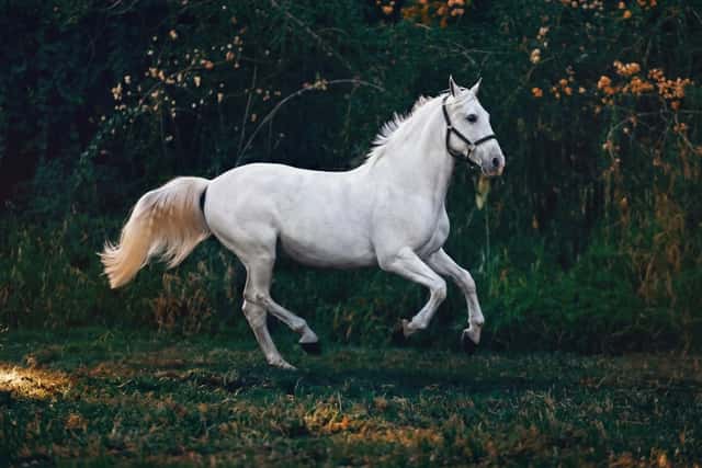 Cavallo bianco al galoppo su un prato al tramonto